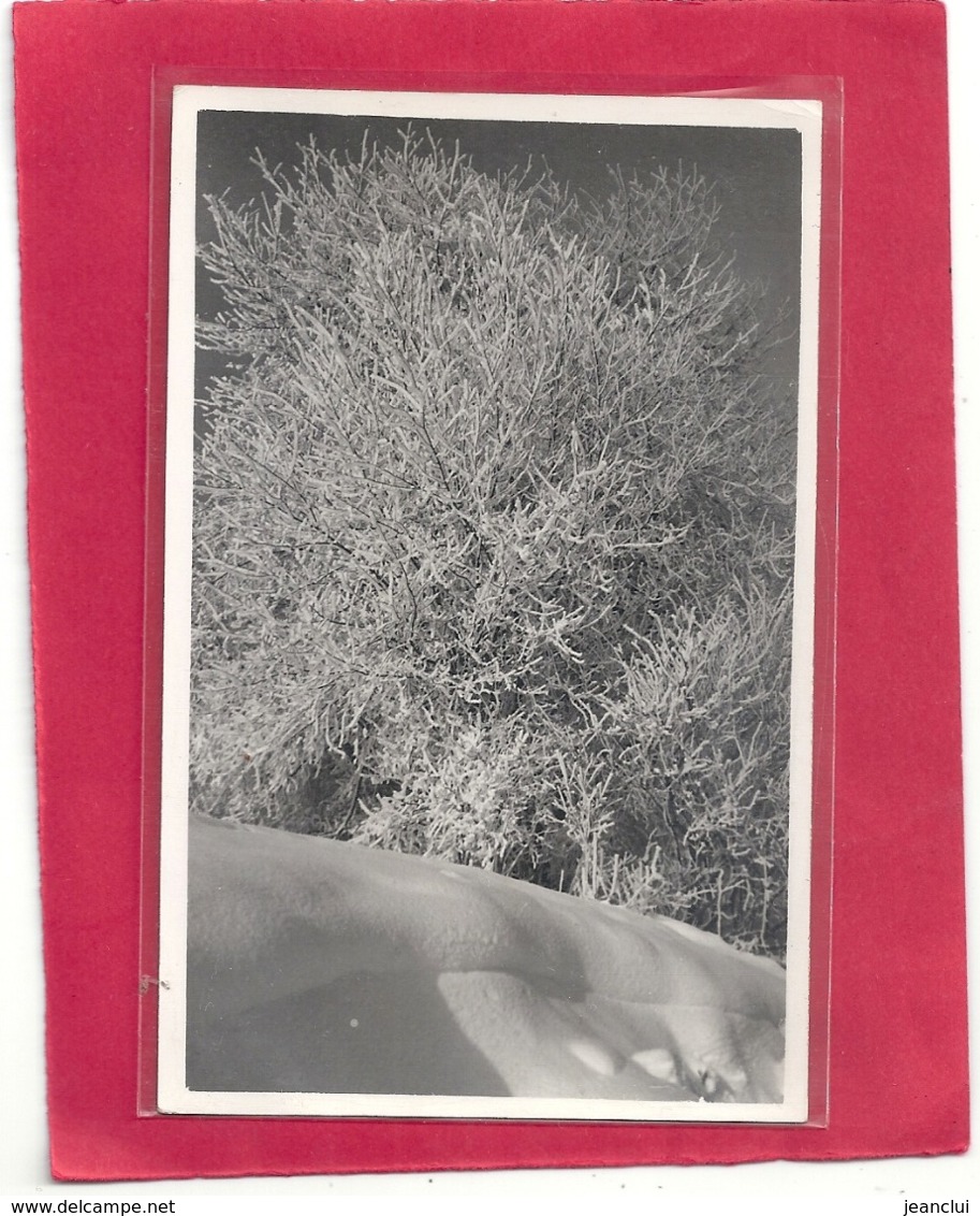 CARTE-PHOTO ORIGINALE GLACEE . EFFETS DE GIVRE HIVER 1937 . PONTARLIER . PHOTO STAINACRE . 2 SCANES - Pontarlier