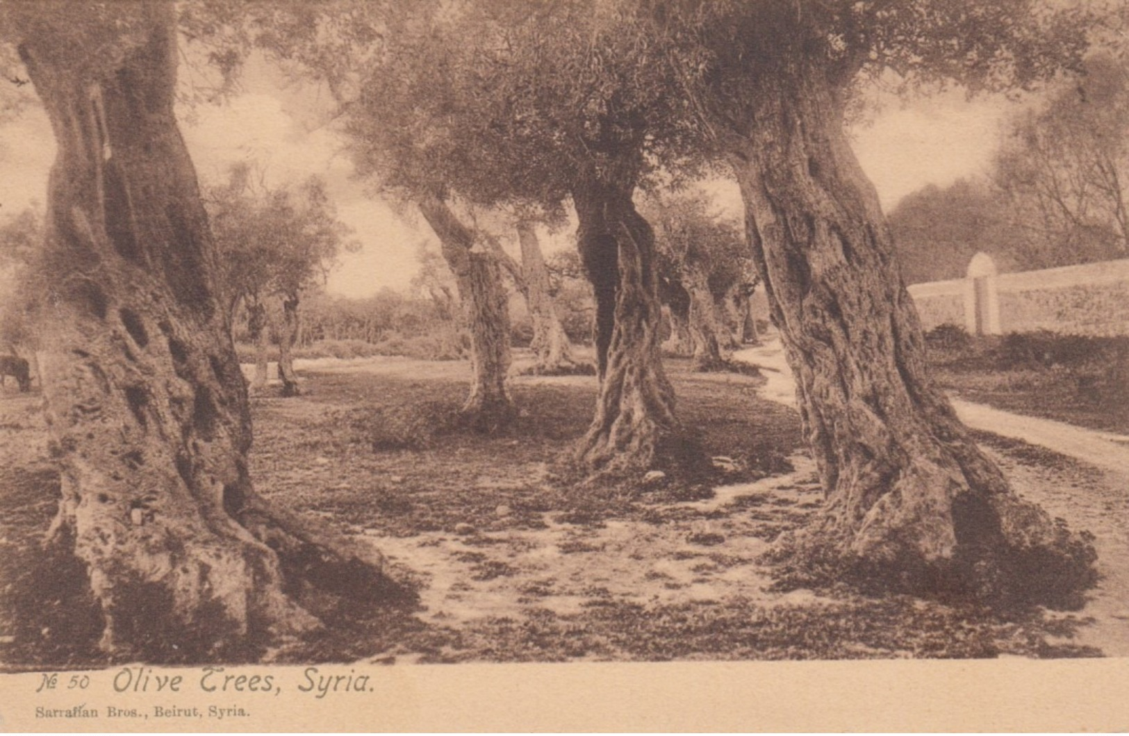 DAMAS , Syria , 00-10s ; Olive Trees - Syria