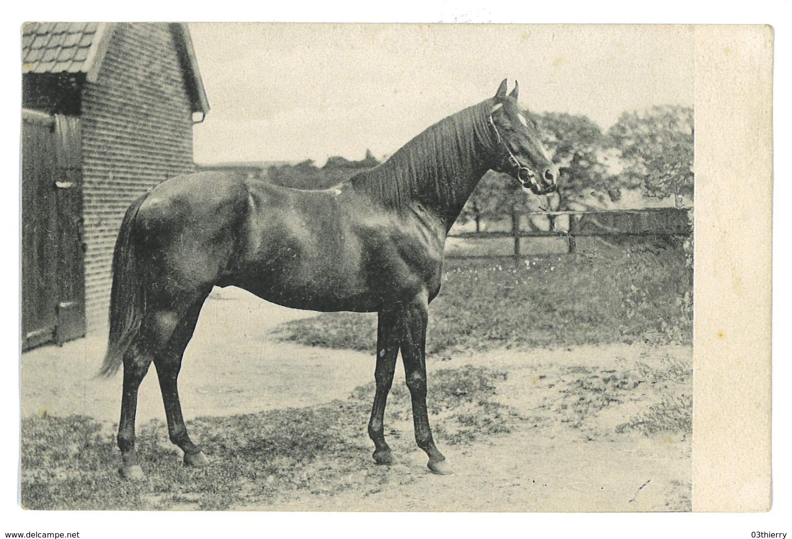 CPA CHEVAUX SERIE NON SITUES - Pferde