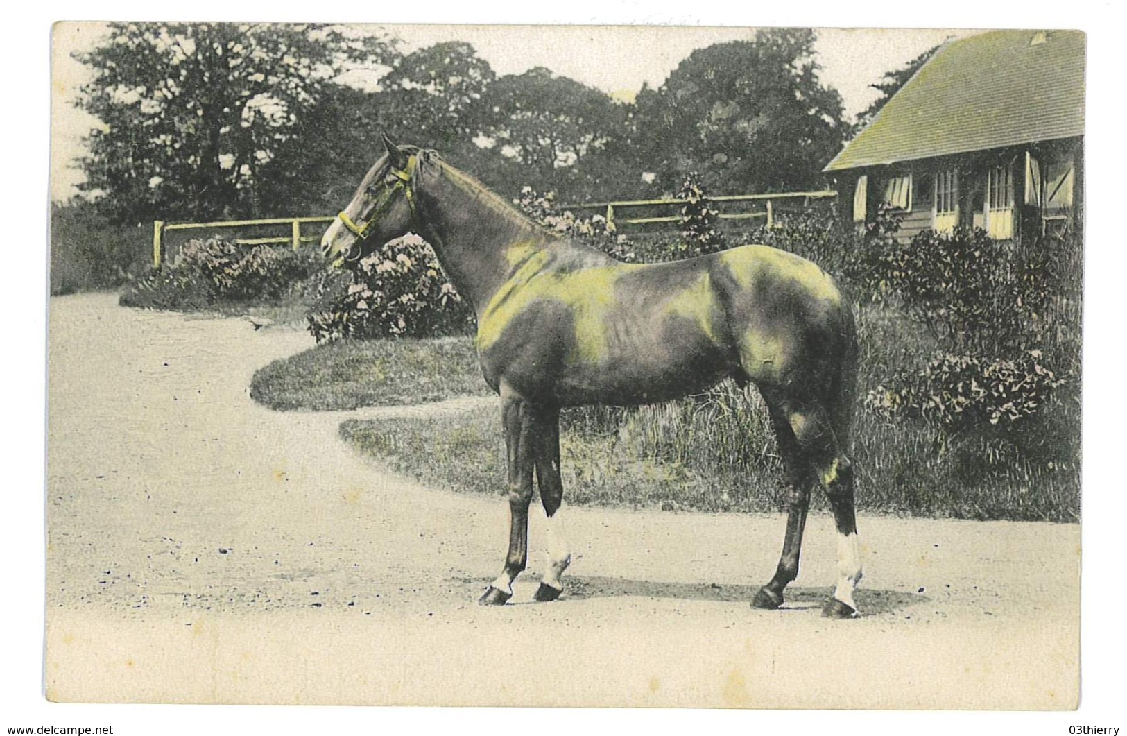 CPA CHEVAUX SERIE NON SITUES - Pferde