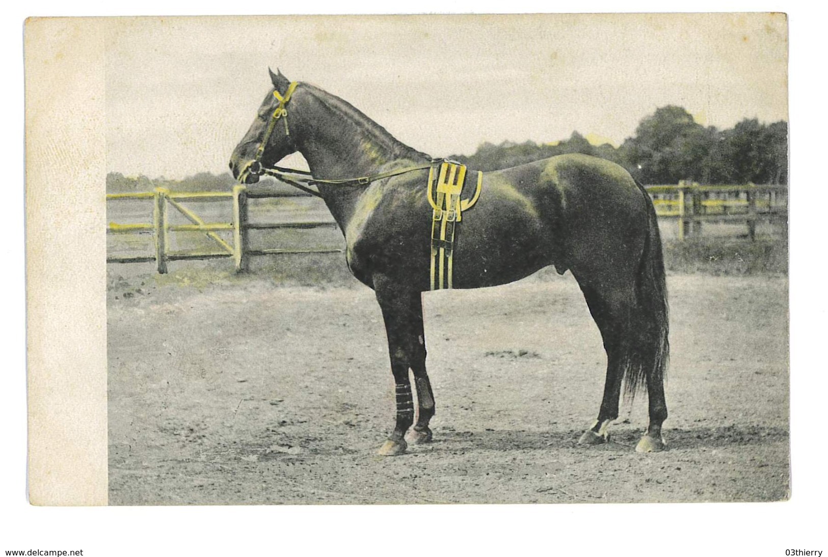 CPA CHEVAUX SERIE NON SITUES - Pferde