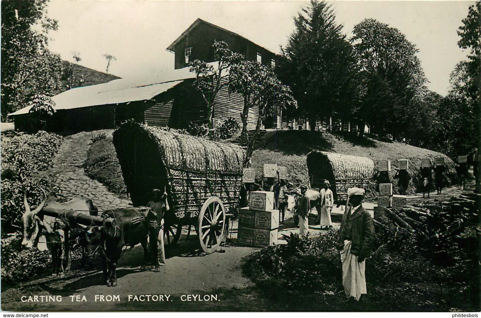 ASIE  INDE    CEYLAN  Carting Tea From Factory - Indien