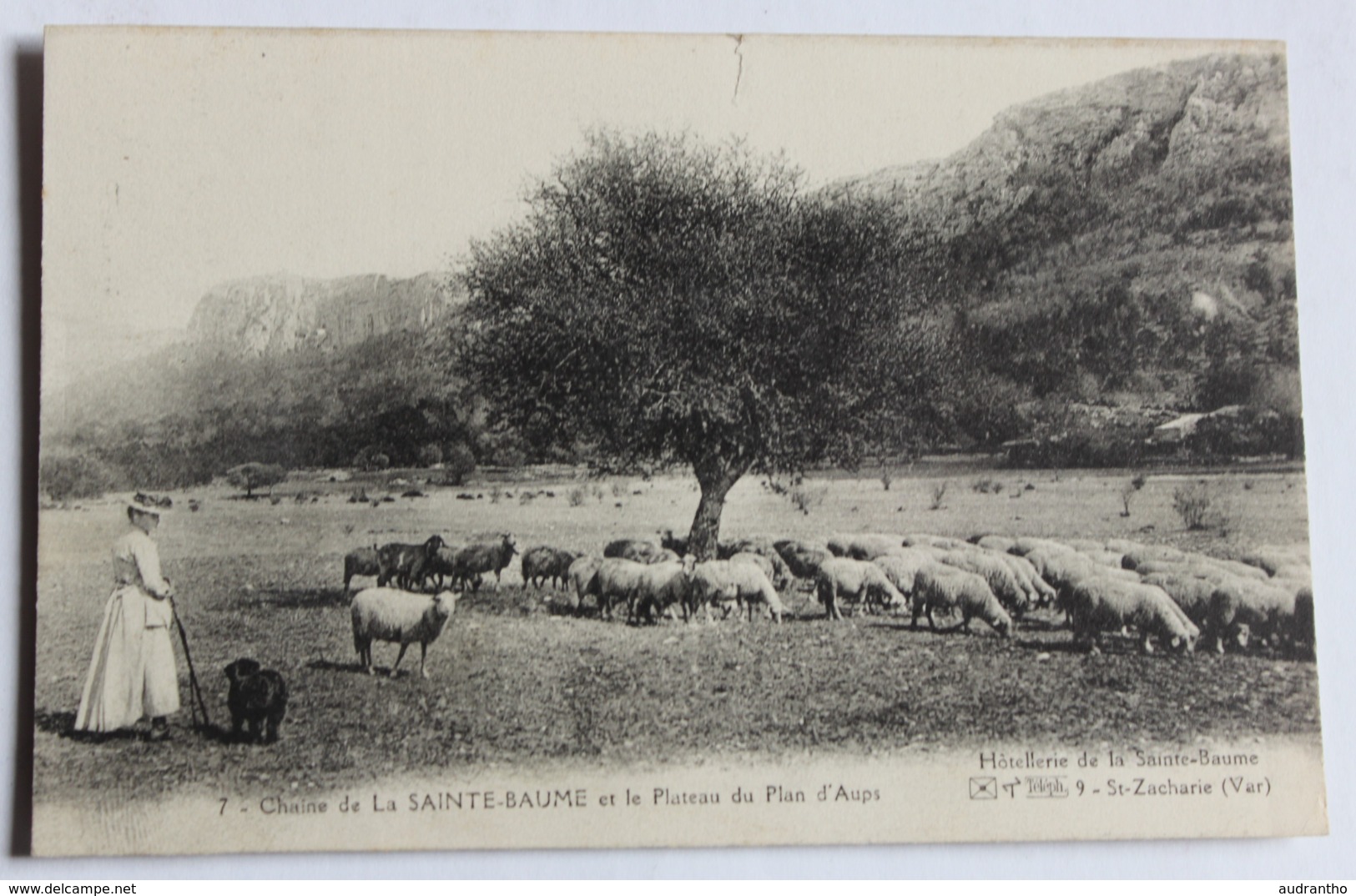 CPA 83 Chaine De La Sainte Baume Plateau Du Plan D'Aups Bergère Avec Ses Moutons Hostellerie Saint Zacharie - Saint-Zacharie