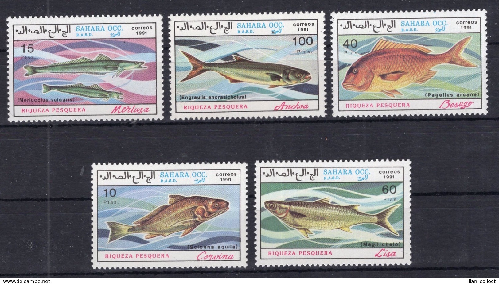 Sahara - 1991 - Fish Fishes On Postage Stamps Perf MNH** AL - Fishes