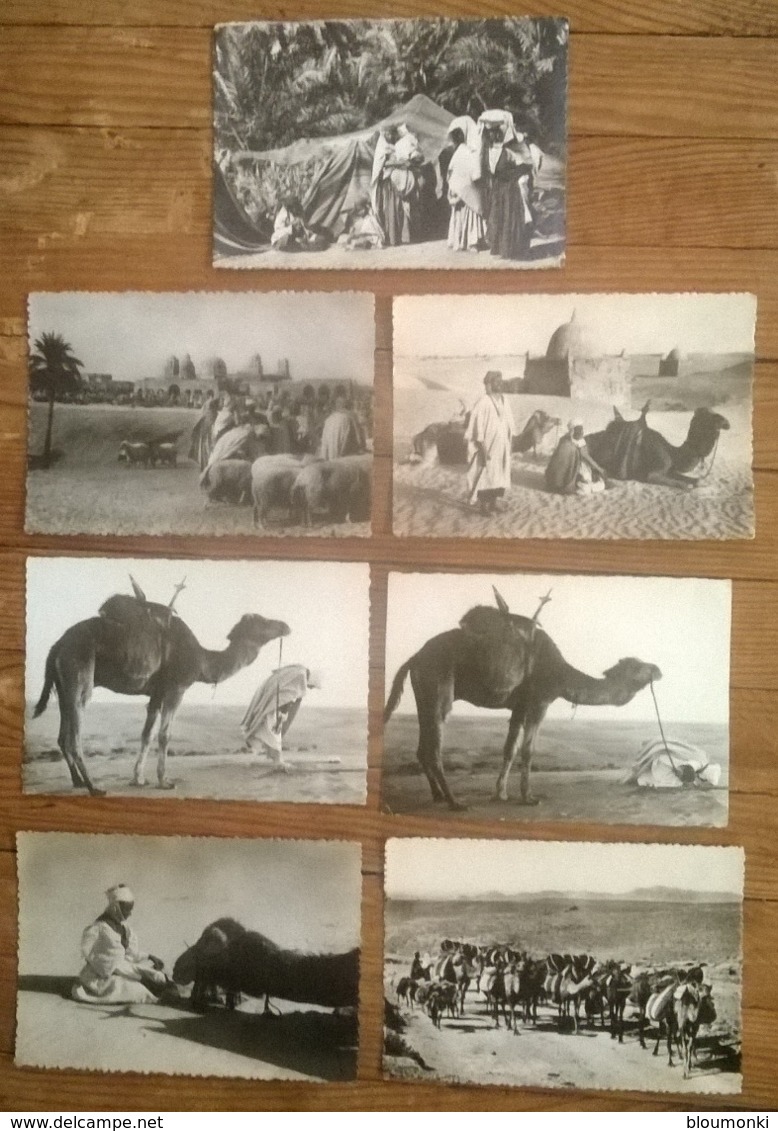 Lot De 7 Cartes Postales / SAHARA Collection Saharienne - Western Sahara