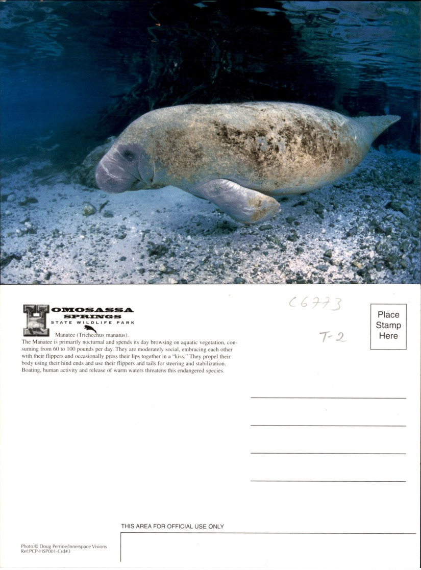 MANATEE-HOMOSASSA SPRINGS,FLORIDA POSTCARD - Other & Unclassified