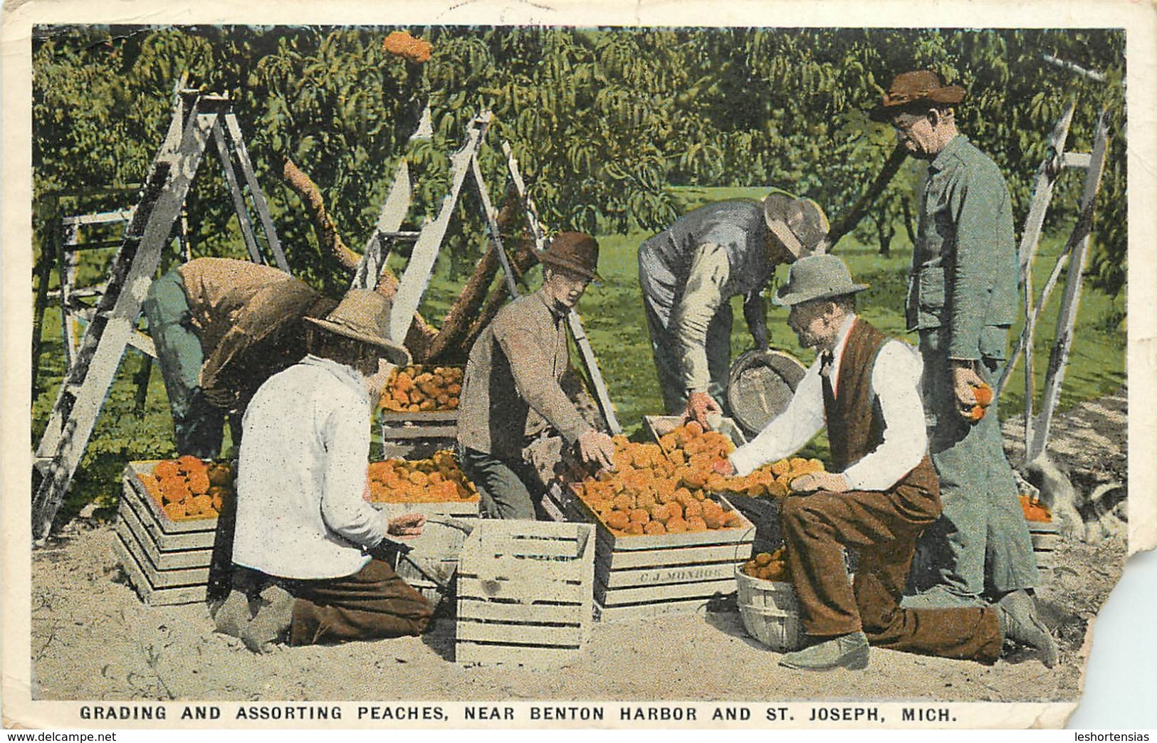 GRADING AND ASSORTING PEACHES NEAR BENTON HARBOR AND ST JOSEPH - Autres & Non Classés