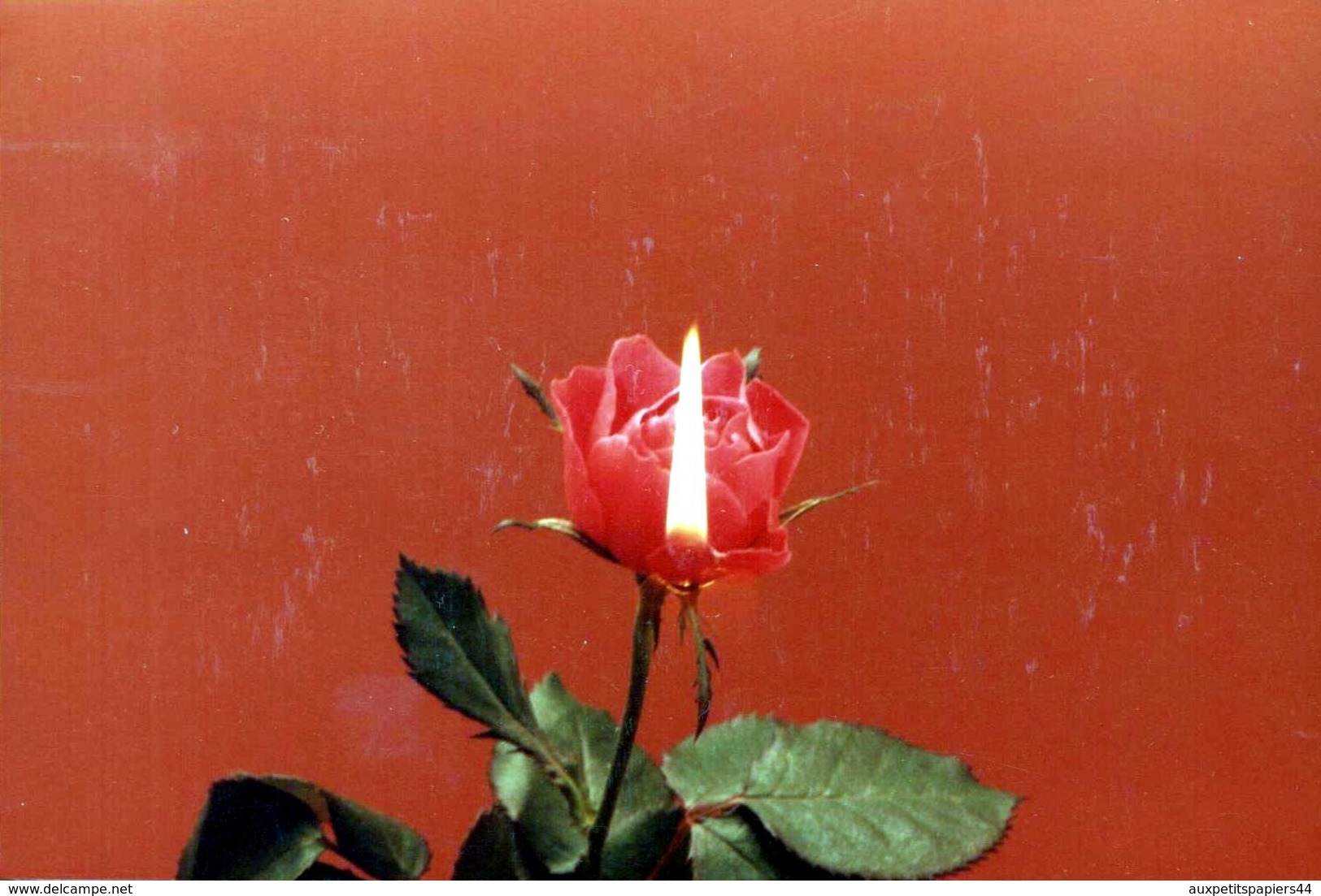 Etrange Photo Originale Une Flamme Sortant D'une Rose  - Fleur & Art Abstrait Vers 1970 - Objets