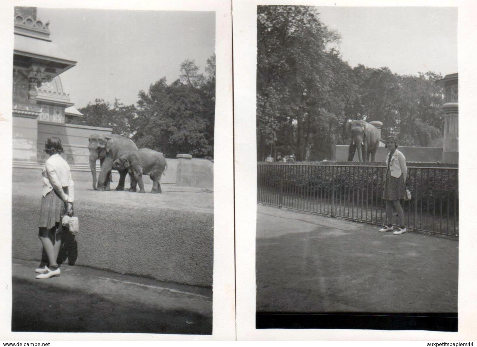 2 Photos Originales Portrait De Femme Au Zoo De Berlin & Eléphants En Duo - éléphant - Personas Anónimos