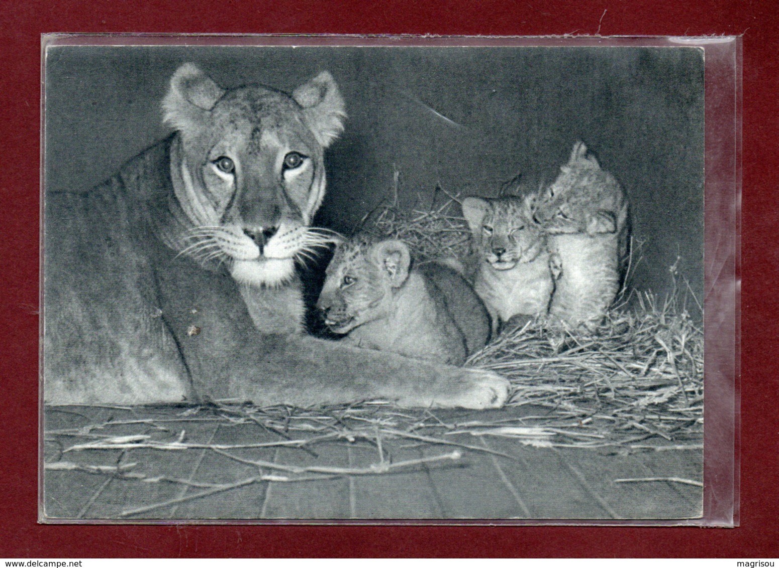 75-CPSM PARIS - PARC ZOOLOGIQUE - LIONNE ET SES PETITS - Lions