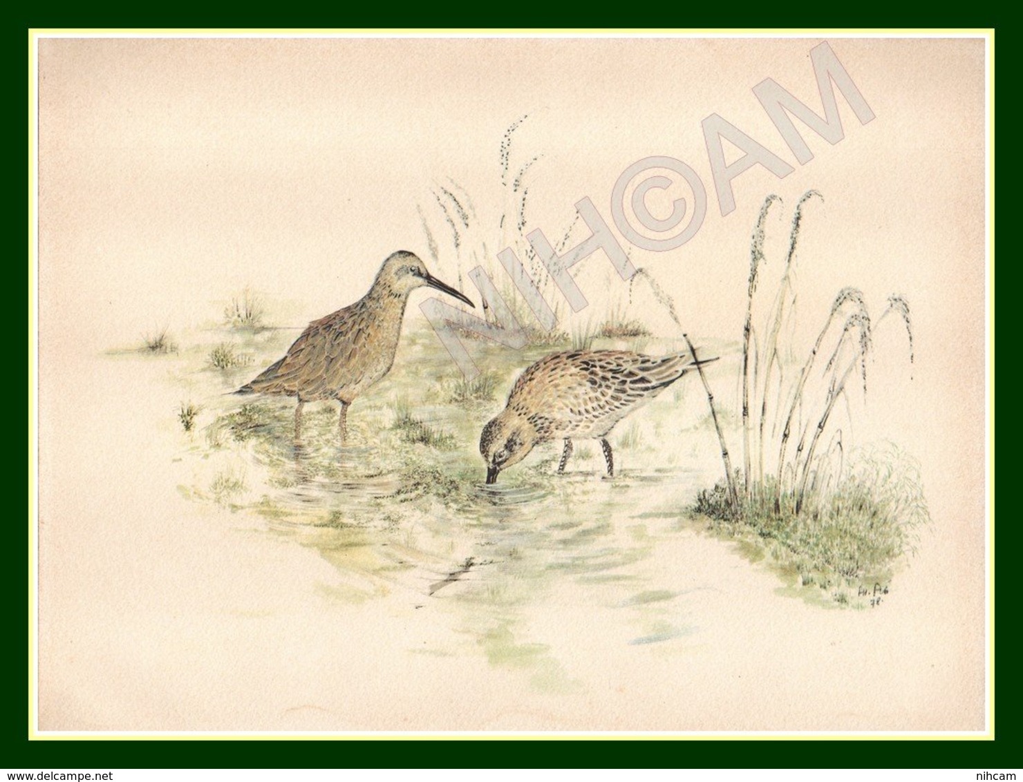 Aquarelle Rehaussée " Courlis " Signée 28,8 X 22 Cm TB (Scan Signature) Oiseau D'eau Chasse Gibier Bird - Estampes & Gravures