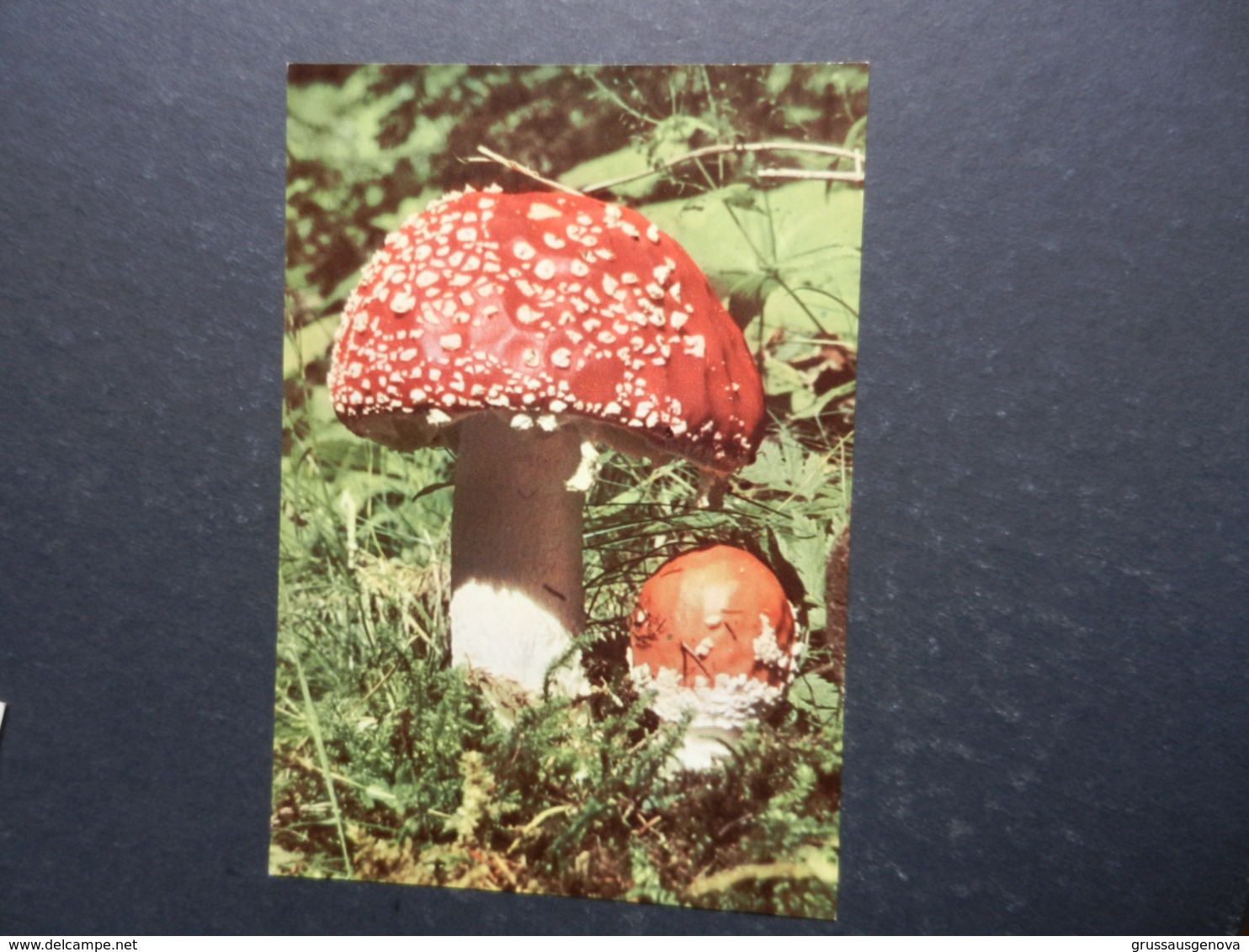 19982) AMANITA MUSCARIA NON VIAGGIATA - Pilze