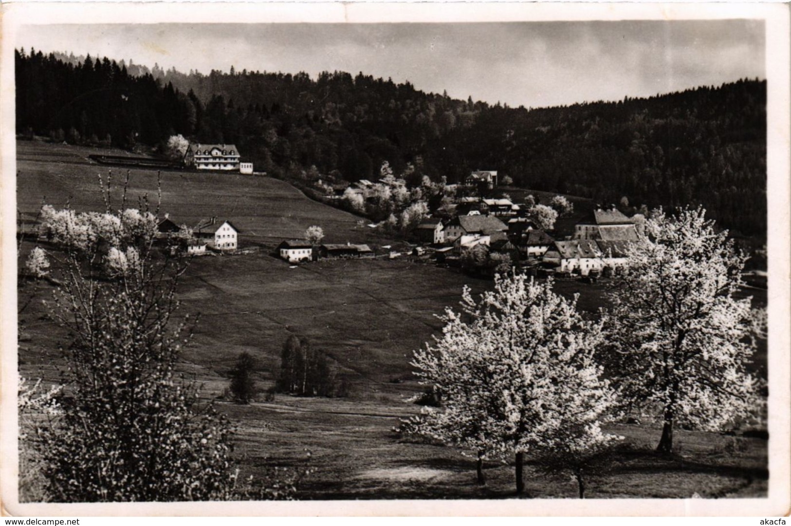 CPA AK Zwiesel Rabenstein, Wald Im Fruhling GERMANY (892068) - Zwiesel