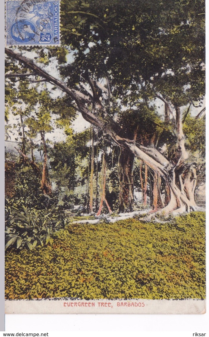 BARBADOS(ARBRE) - Barbades