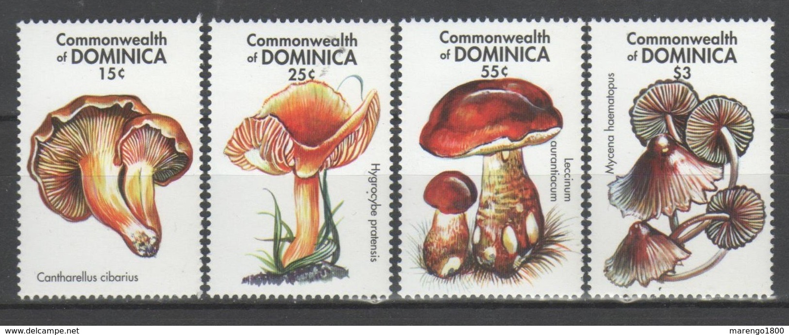 Dominica 2001 - Funghi            (g5786) - Funghi