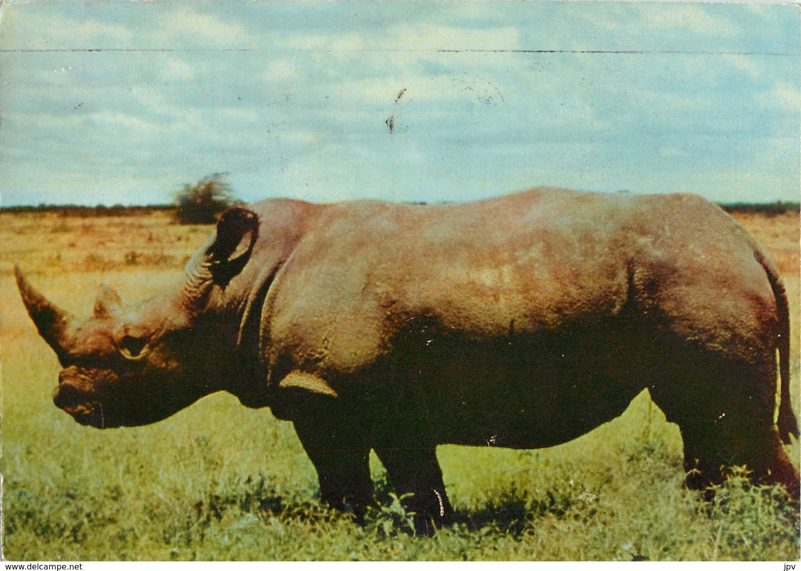 KENYA - Rhinoceros - PUBLICITE AMORA - Kenya