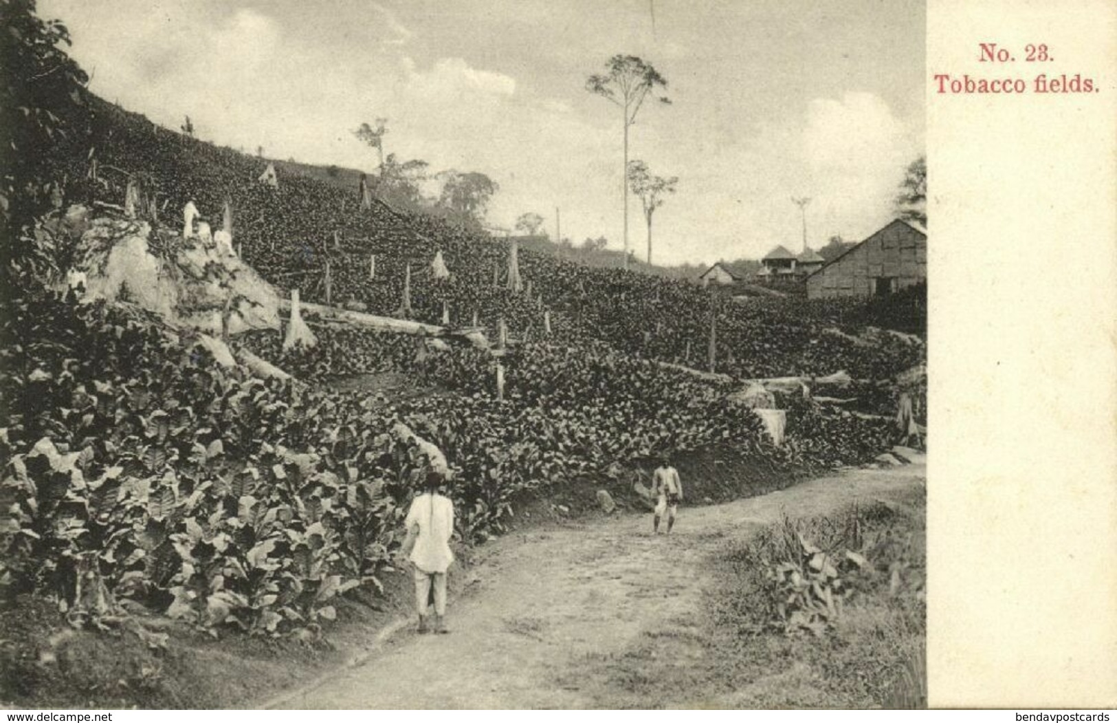 Straits Settlements, Malay Malaysia, Tobacco Fields (1899) Kaulfuss 23 Penang - Malaysia