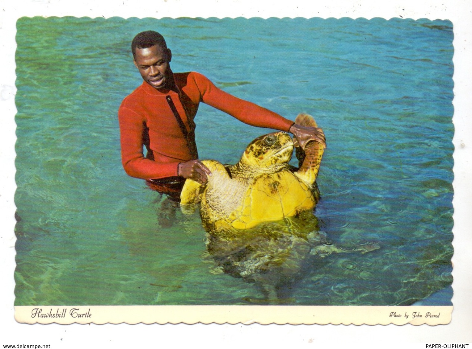 SCHILDKRÖTE / Turtle / Tortue / Zeeschildpad, Hawksbill Turtle, Bahamas 1979 - Schildpadden