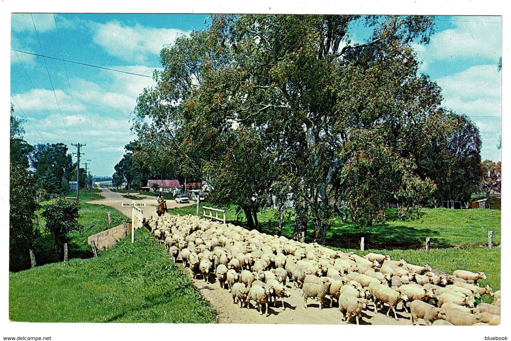 Ref 1331 - Postcard - Flock Of Sheep - Australian Rural Scene - Animal Theme - Other & Unclassified