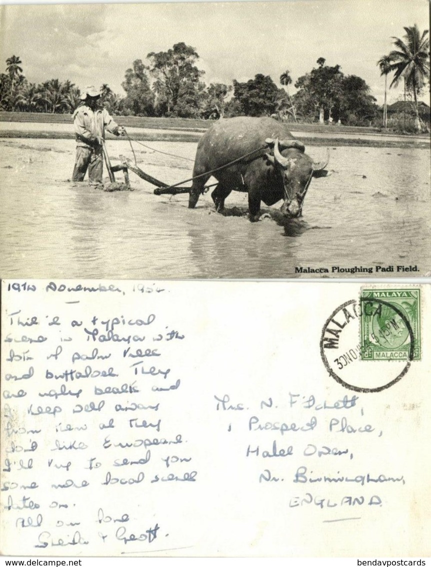 Malay Malaysia, MALACCA, Ploughing Padi Field, Ox Cart (1954) RPPC Postcard - Malaysia