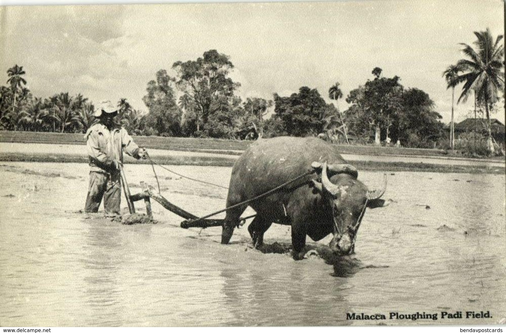 Malay Malaysia, MALACCA, Ploughing Padi Field, Ox Cart (1954) RPPC Postcard - Malaysia