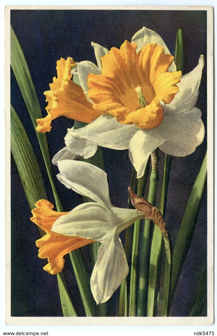 FLOWERS : NARCISSUS / DAFFODILS - Flores