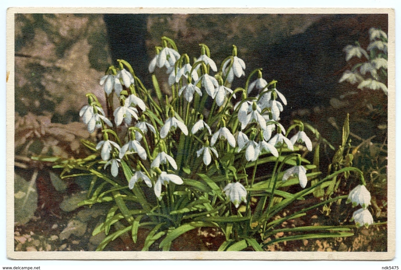 FLOWERS : SNOW DROPS / GALANTHUS NIVALIS - Flowers