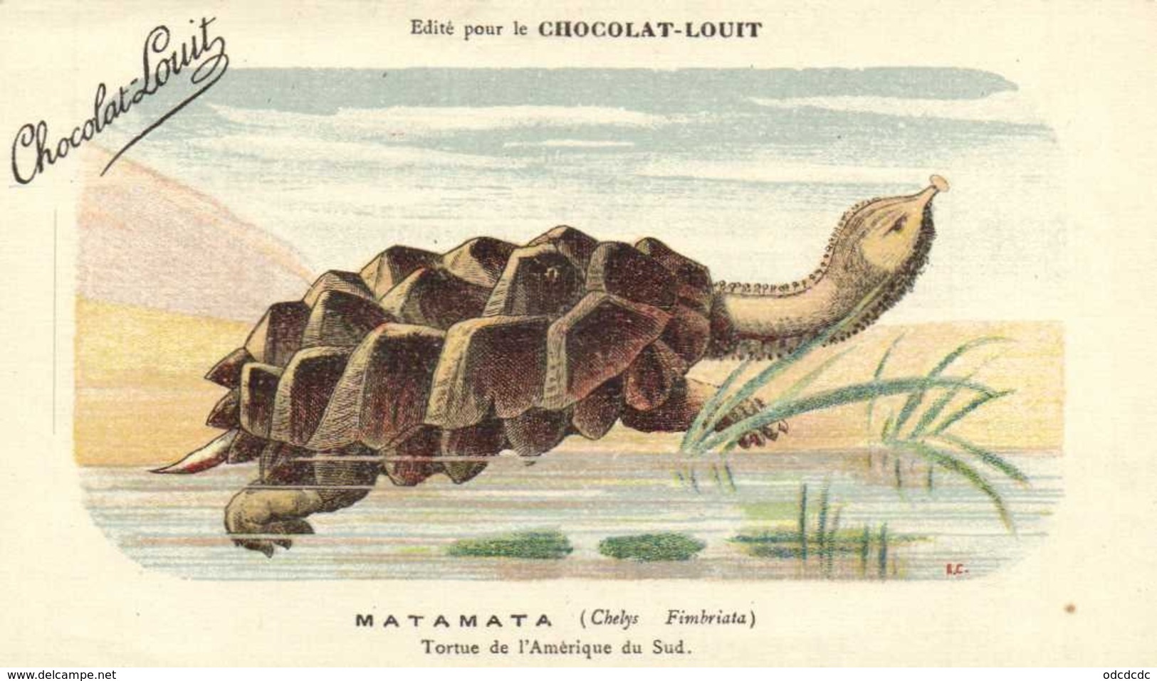 MATAMATA ( Chelye Fimbriata) Tortue De L'Amerique Du Sus Chocolat Louit RV - Turtles