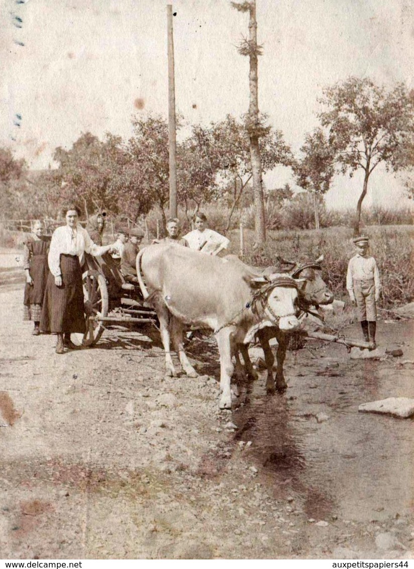 Tirage Photo Albuminé Originale Monde Paysan & Fermiers Conduisant Un Attelage De Boeufs à La Rivière - Rat Bei Uster - Métiers