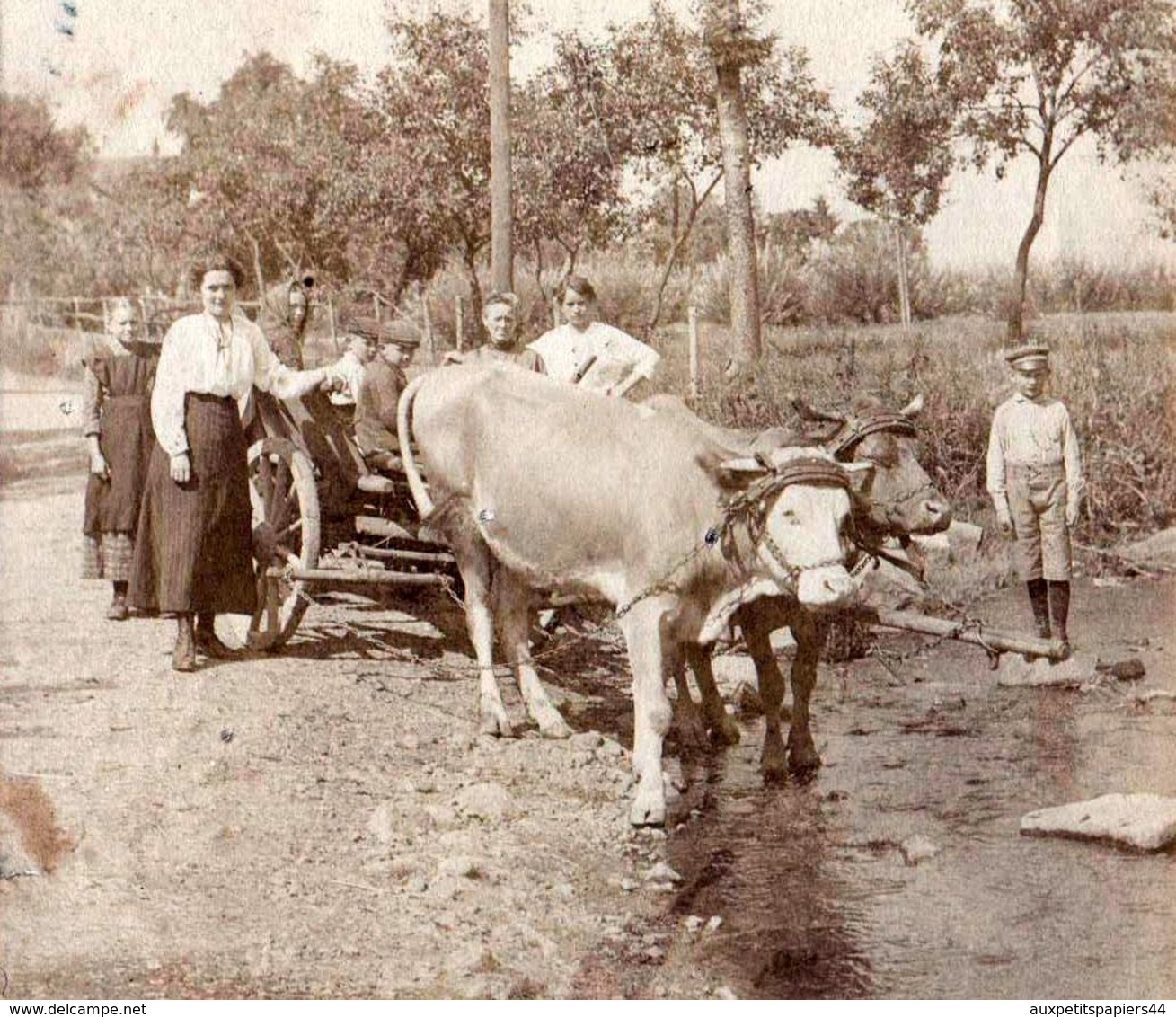 Tirage Photo Albuminé Originale Monde Paysan & Fermiers Conduisant Un Attelage De Boeufs à La Rivière - Rat Bei Uster - Métiers