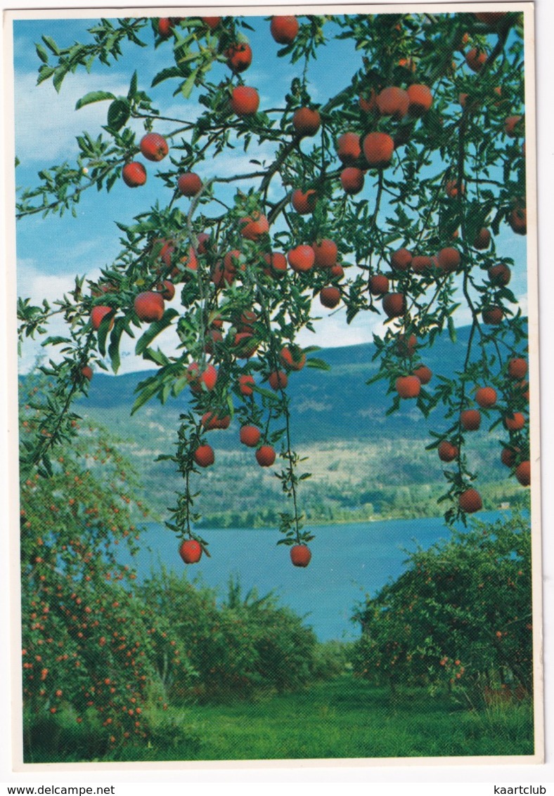 Okanagan Valley - Apple Tree  - (B.C., Canada) - Kelowna