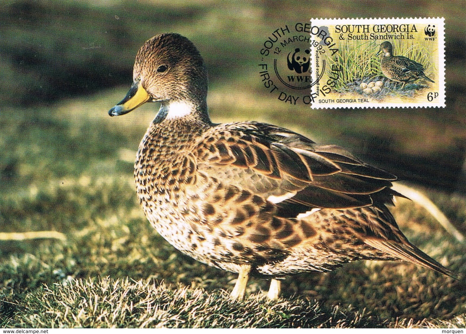 33891. Tarjeta Maxima SOUTH GEORGIA And Is. Sandwich 1992. Pato Georgia, Duck - Südgeorgien