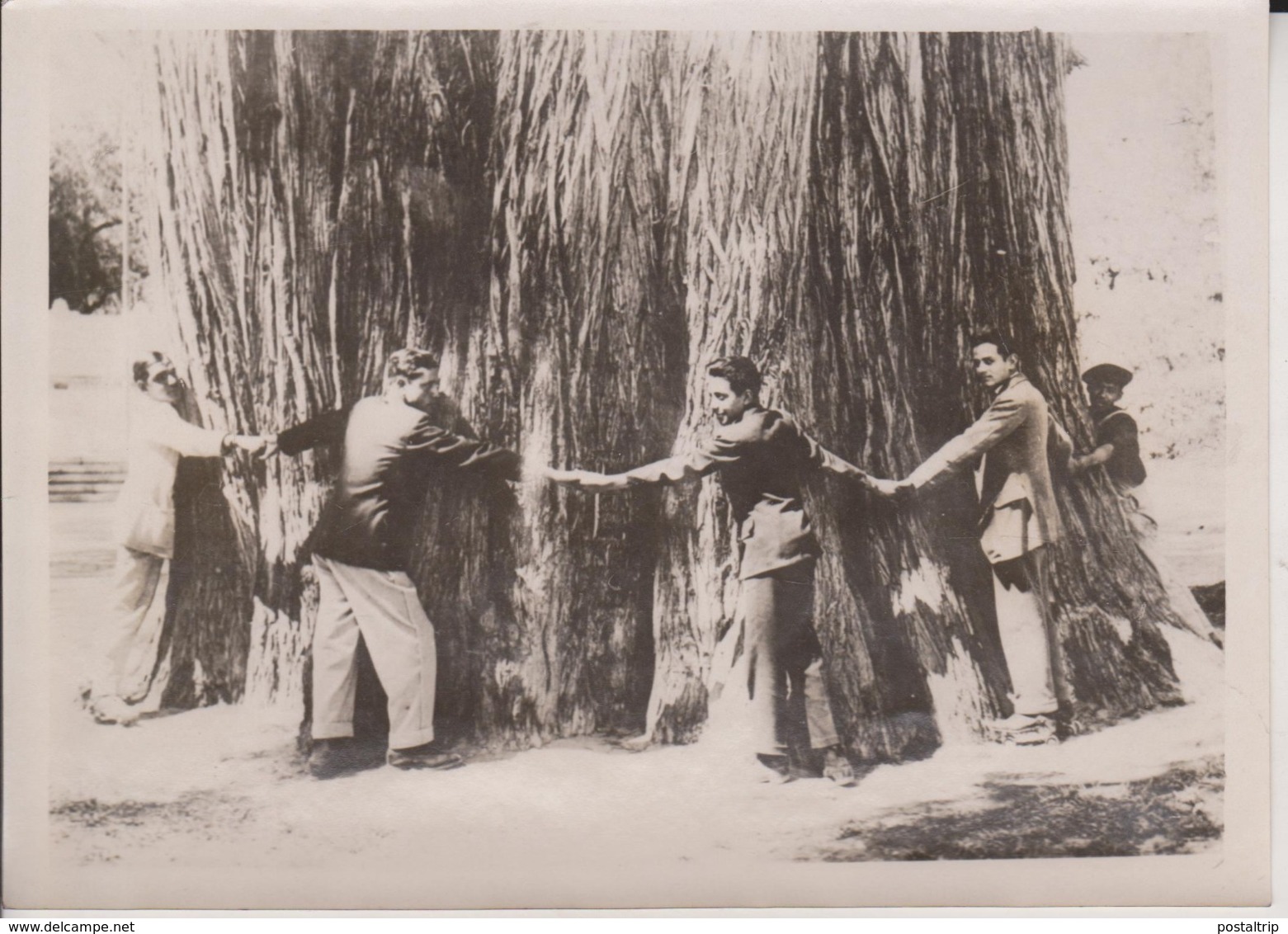 AHUEHUETE TREE PLUS GRAND ARBRE DU MONDE MEXICO MEXIQUE Xylology, Forestry 17*12CM Fonds Victor FORBIN 1864-1947 - Otros & Sin Clasificación