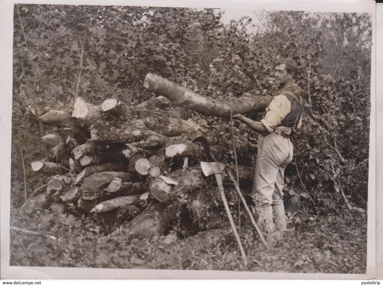 MODERN HERMIT F BLAKE MICHELDEVER WOODS CHOPPED WOOD  UK  Xylology, Forestry 20*15CM Fonds Victor FORBIN 1864-1947 - Profesiones