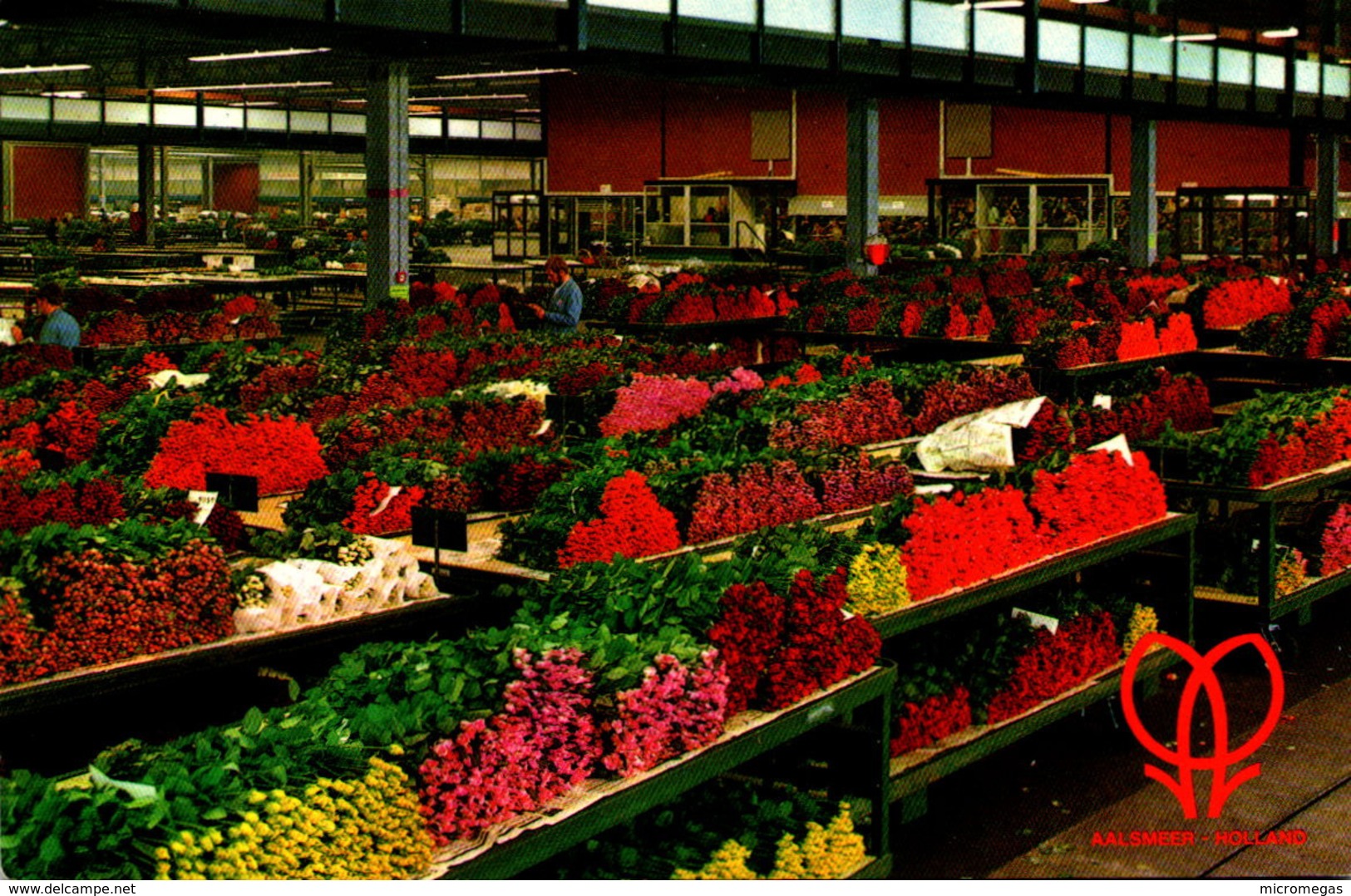 AALSMEER - World Flower Centre - Cutflower Section - Aalsmeer