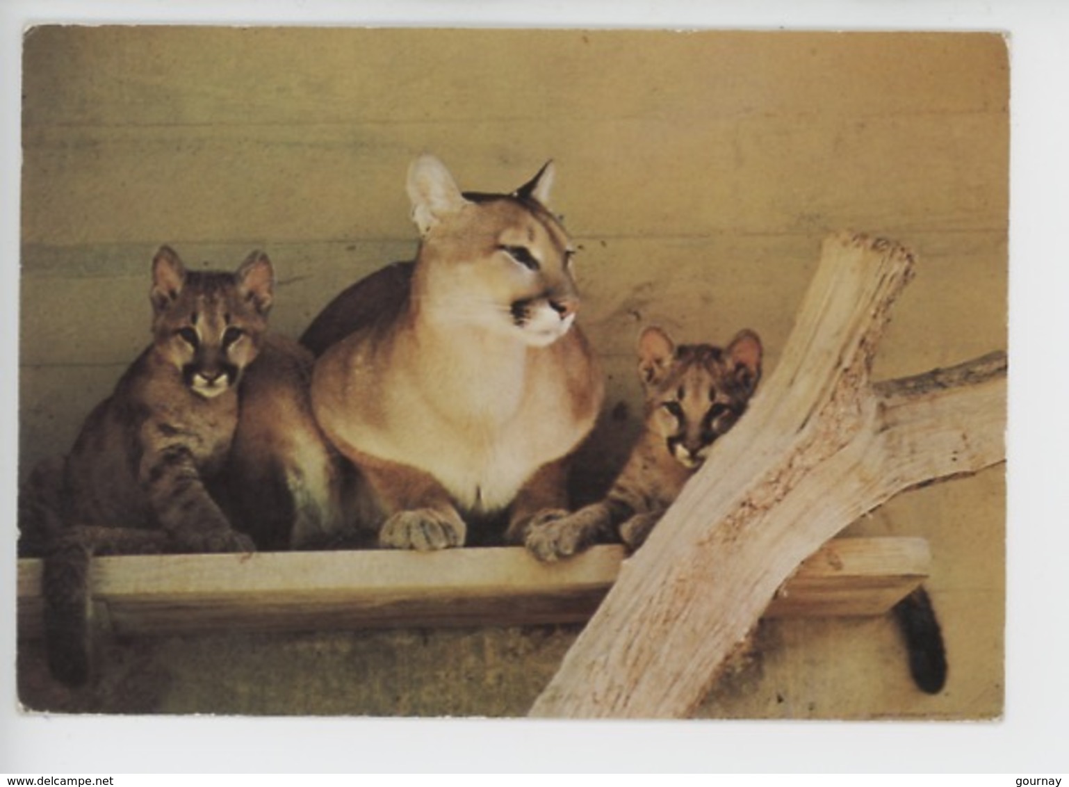 Pumas, Et Jeunes Pumas (parc Zoologique Mulhouse) Cp N°16903 - Autres & Non Classés