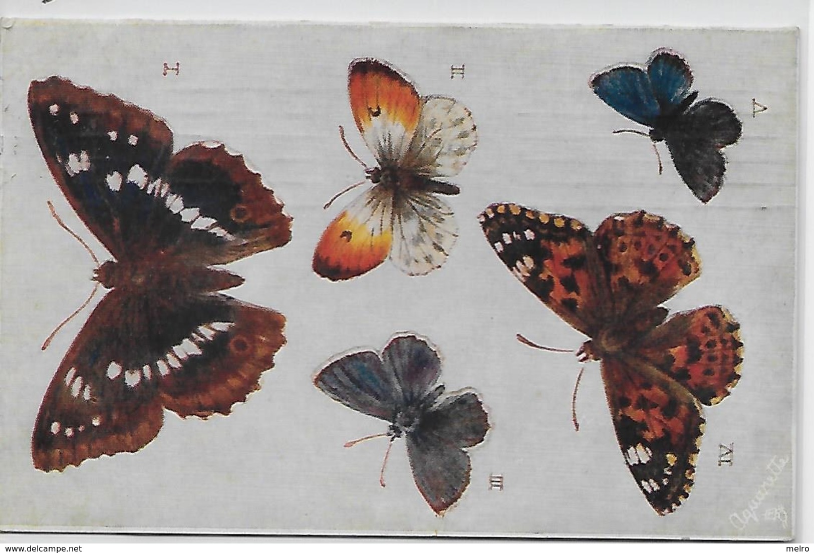 Post Card - Various Species Of Butterflies - Papillons