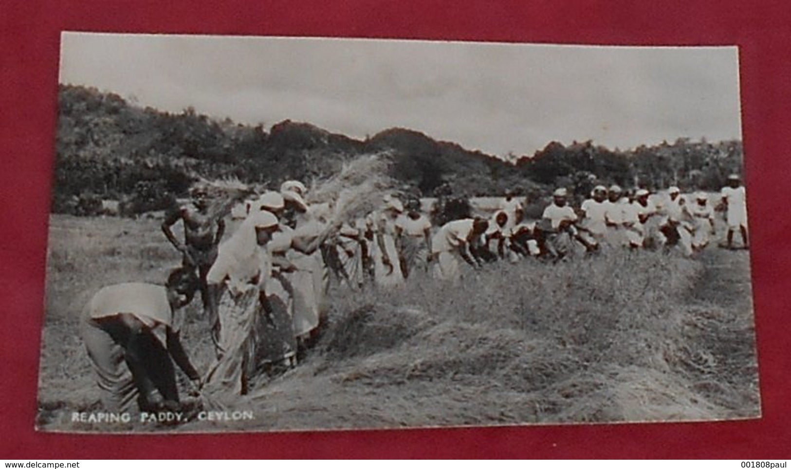 Reaping Paddy , Ceylon ::::: Moisson - Cultures  ------- 504 - Sri Lanka (Ceylon)