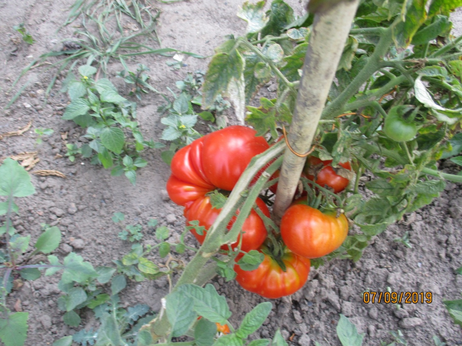 25 Graines De Tomates Marmande Cultivé Bio En Serre Et En Pleine Terre Sans Bouillie Bordelaise - Otros & Sin Clasificación