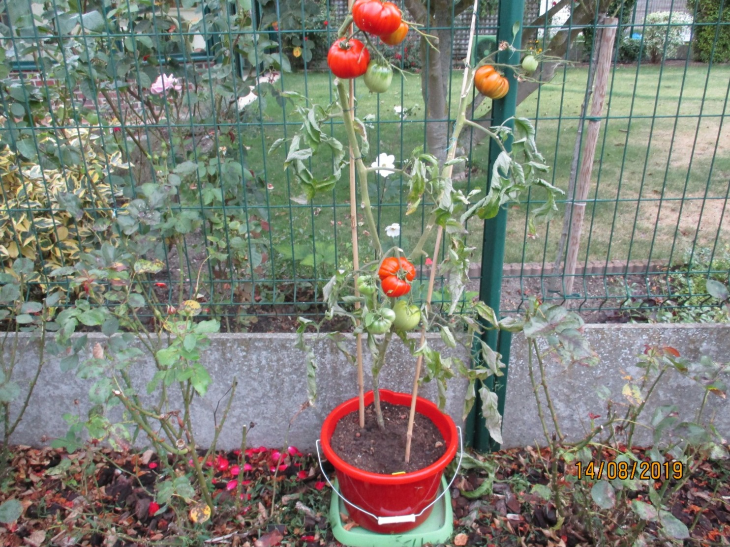 25 Graines De Tomates Coeur De Boeuf Cultivé Bio En Serre Et En Pleine Terre Sans Bouillie Bordelaise - Other & Unclassified