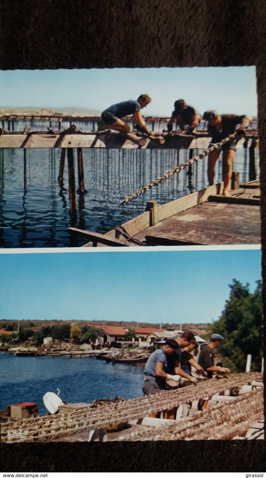 CPSM MONTAGE ET COLLAGE DES HUITRES EN MEDITERRANEE BASSIN DE THAU ? METIER - Pesca