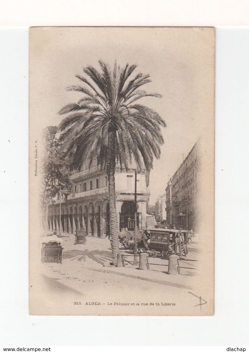 Alger. Le Palmier De La Rue De La Liberté. Avec Omnibus à Chevaux. (3266x) - Alger