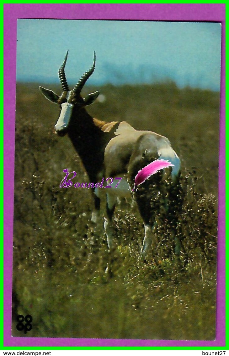 Image Chromo Chocolat COOP Antoine Reille Raconte Animaux WWF N° 36 Bontebox Gazelle - Altri & Non Classificati