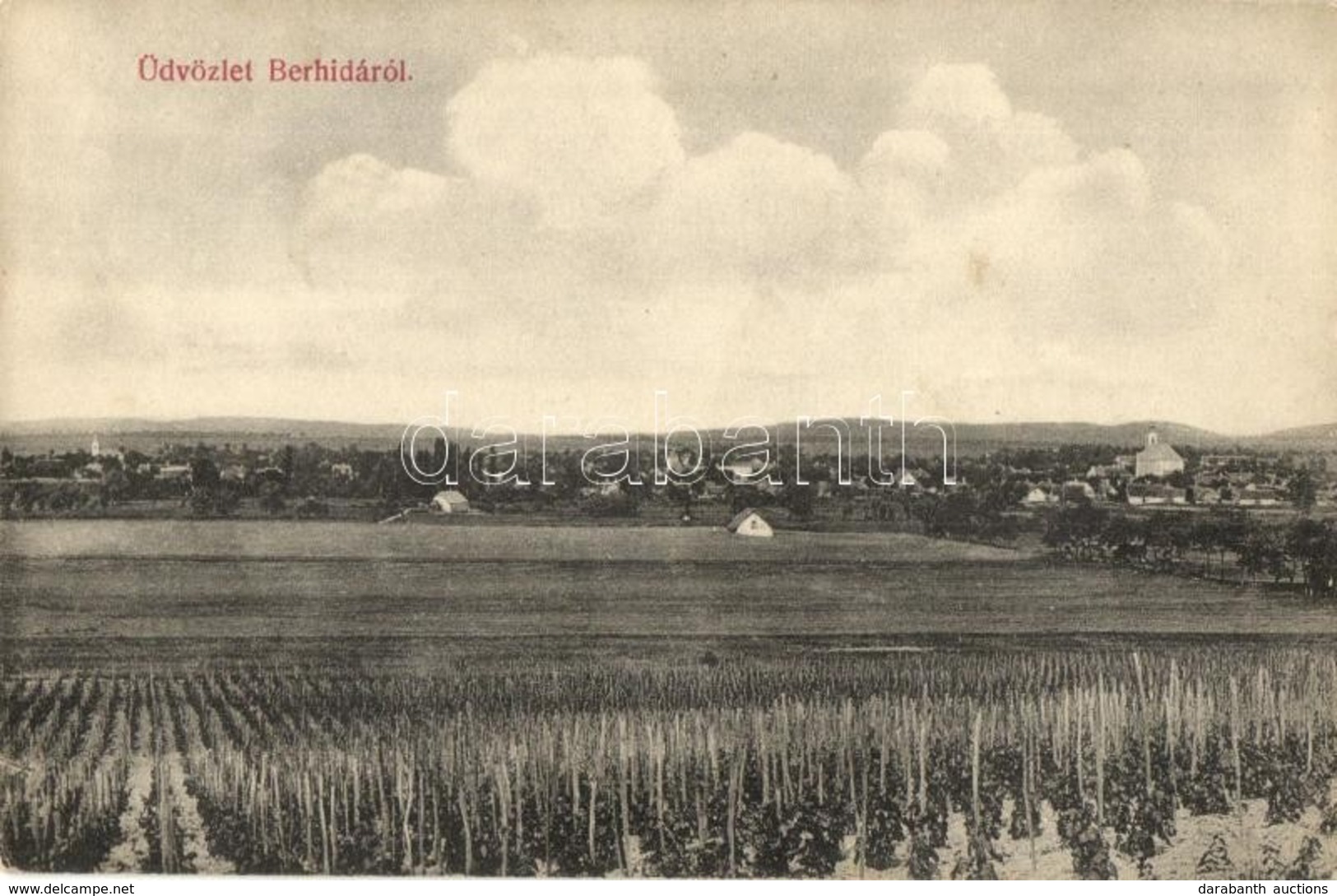 T2 1912 Berhida, Látkép, Szőlőskert, Szőlő ültetvény - Unclassified