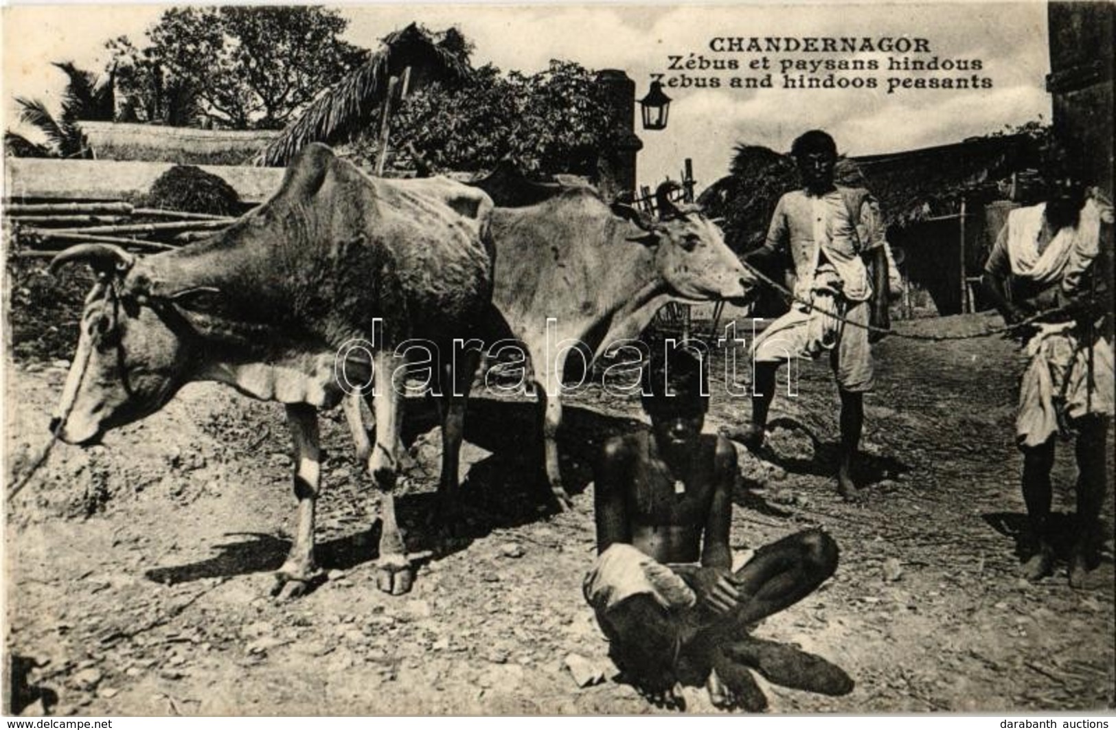 ** T2 Chandannagar, Chandernagor; Zébus Et Paysans Hindous / Zebus And Hindoos Peasants - Ohne Zuordnung