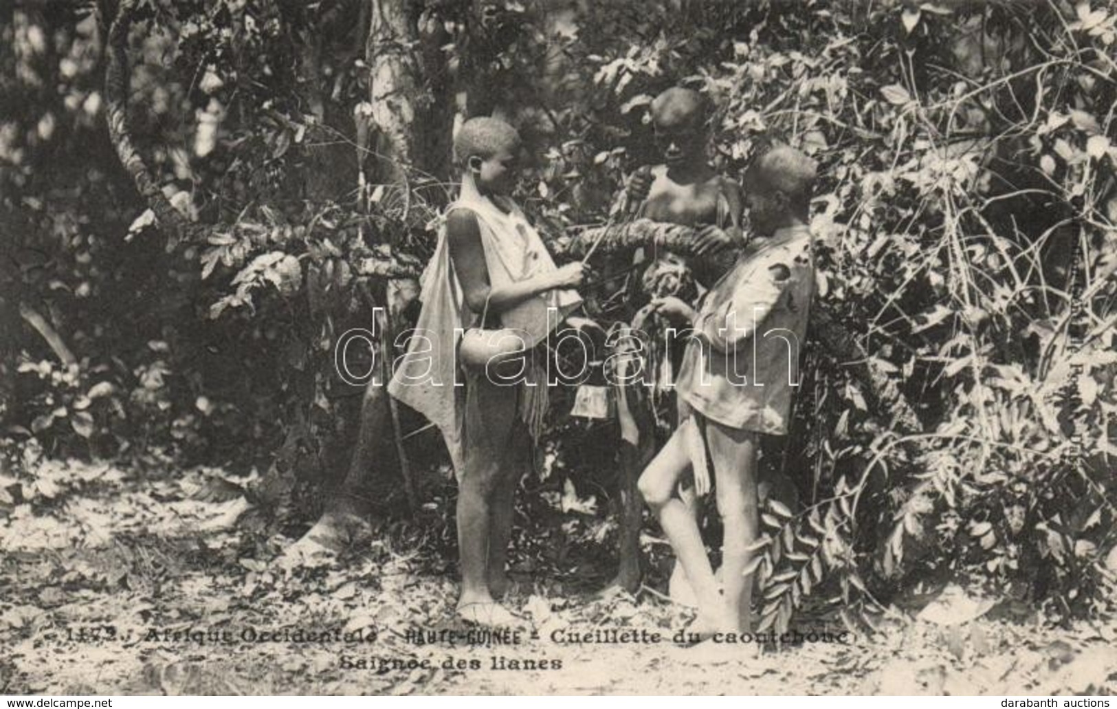 ** T1/T2 Haute-Guinée, Cueillette Du Caoutchouc, Saignéé Des Lianes / Upper Guinea, Harvest Of The Rubber Tree, Children - Unclassified