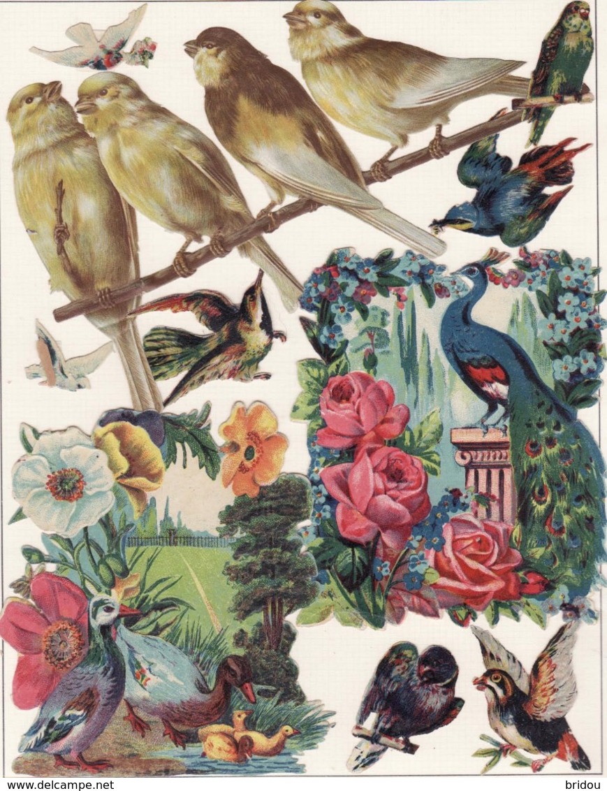 Découpis   Lot De 10    Oiseaux   (3 Grands Format)       19 X 11.5 Cm Le Plus Grand - Autres & Non Classés