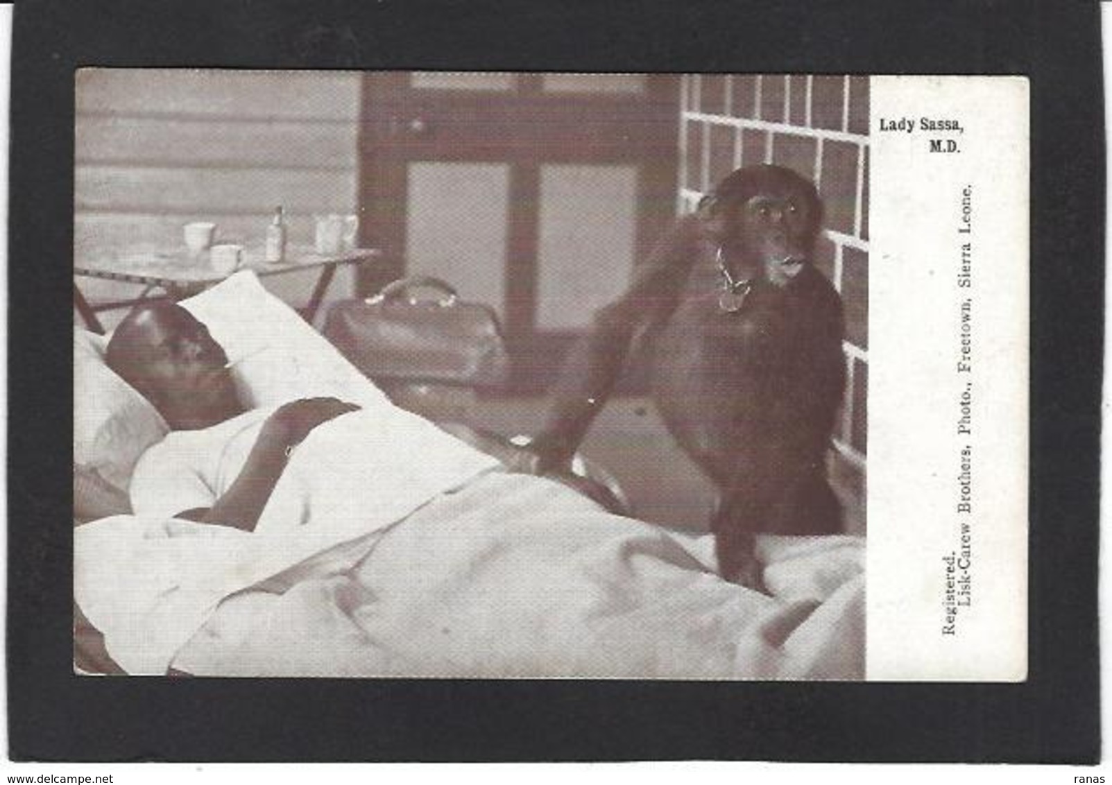 CPA Sierra Léone  Non Circulé Singe Monkey - Sierra Leone