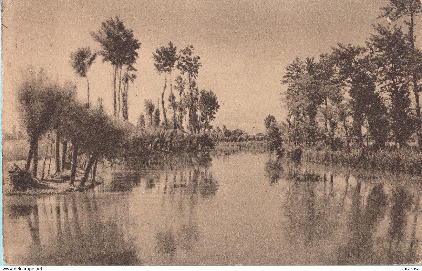 Italia Da Identificare Paesaggio Palustre Alberi Fiume (Forse Arno??) - Da Identificare