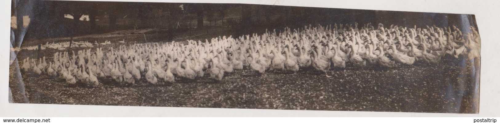 GOOSE GEESE ANIMAUX ANIMALS ANIMALES 25*6CM Fonds Victor FORBIN 1864-1947 - Otros & Sin Clasificación